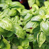 Basil