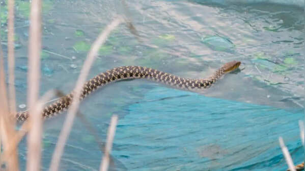 When in doubt, stay away from a snake