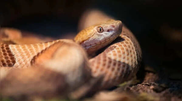 Think about the habitat of the snake