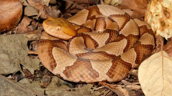 Check the body pattern of a snake