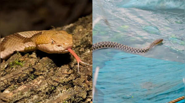 Copperhead vs Water snake: 6 easy ways to tell the difference quickly