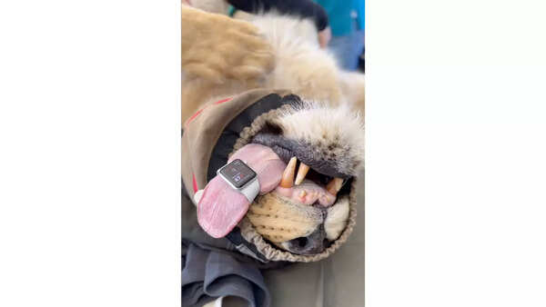 Watch: Doctor straps Apple Watch to lion's tongue to measure its heart rate